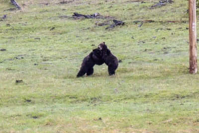 Grizzly Bears Fairy Falls Parking Lot 2025